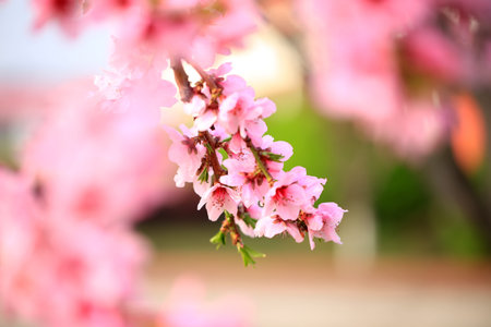 The peach trees blossom in spring