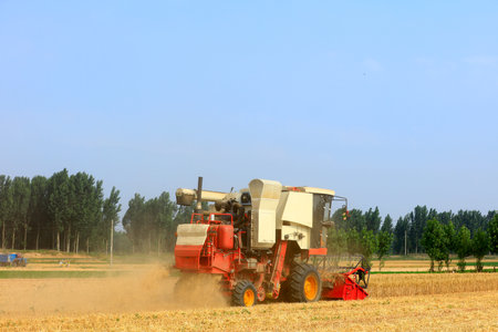 combine harvester working on a wheat field, A combine harvester reaps the wheat in the field