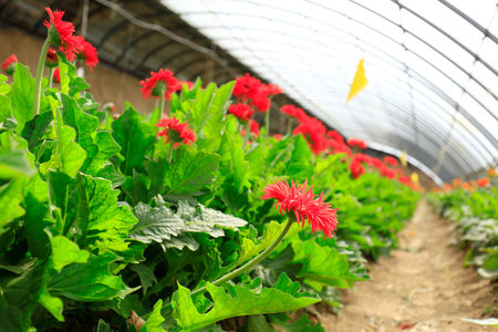 African chrysanthemum blooms in the greenhouseの写真素材