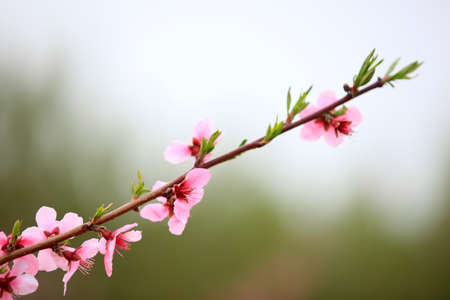The peach trees blossom in springの写真素材