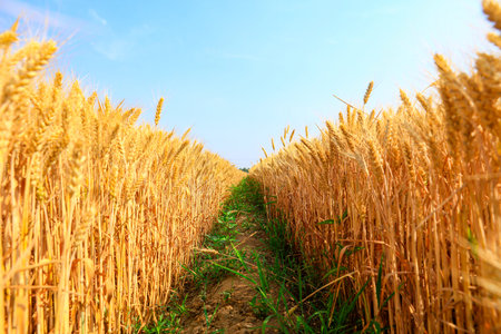 The mature wheat in the field