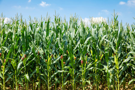 The corn grew in the field, the corn in the blue sky