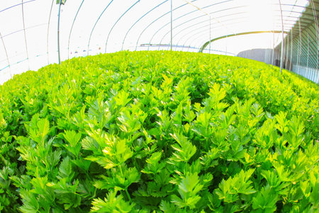 Celery is growing in the greenhouse
