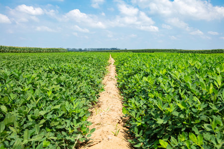 Peanut Field, Peanut plantation fields. Peanuts are growing in the fields