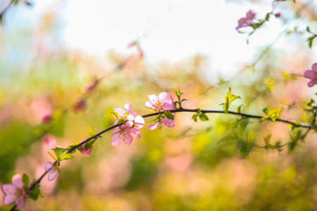 In spring, the plum trees bloom, Peach blossoms in bloomの写真素材