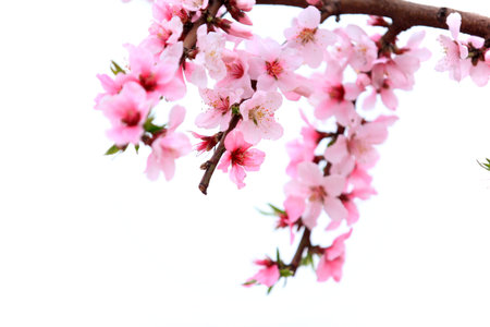 The peach trees blossom in spring