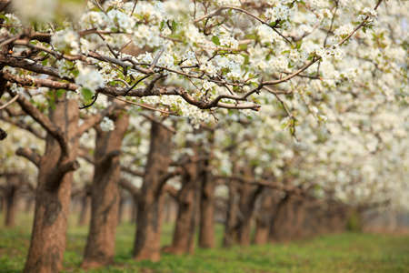 The pear trees blossom in springの写真素材