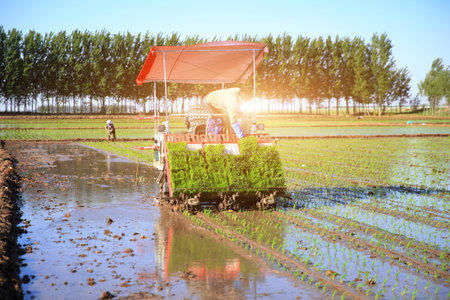 Farmers planting rice in field by using rice planting machine, rice planting by rice transplanter,の写真素材