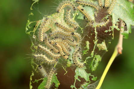 Fall Webworm, Hyphantria cunea larva crawling on green leaf