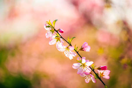 In spring, the plum trees bloom, Peach blossoms in bloomの写真素材