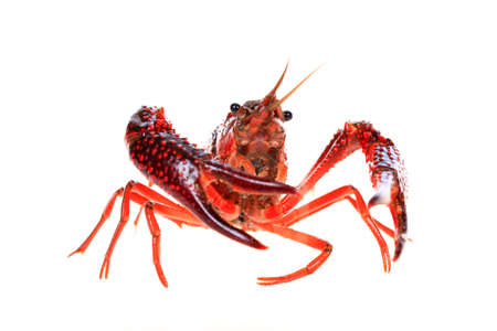 Crawfish, Crayfish on a white backgroundの写真素材