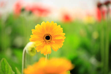 African chrysanthemum are in full bloomの写真素材