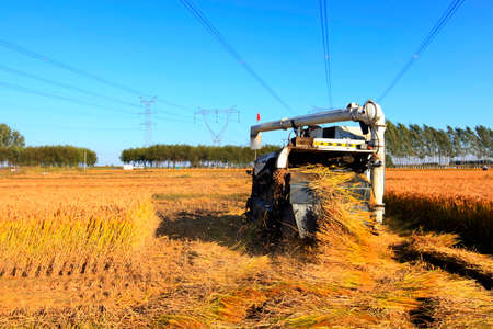 Harvester machine is harvesting ripe riceの写真素材