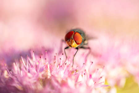 Fly, Calliphora vicina, Calliphora erythrocephala on flowersの写真素材