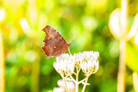 Polygonia c-aureum, Linnaeus, A butterfly is gathering honey