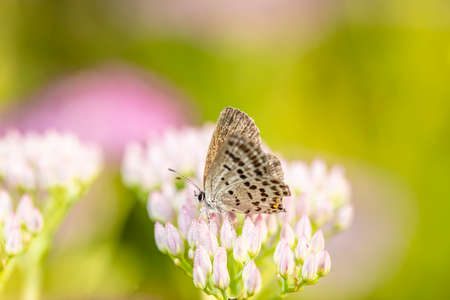 gossamer-winged butterfly, A butterfly is gathering honeyの写真素材