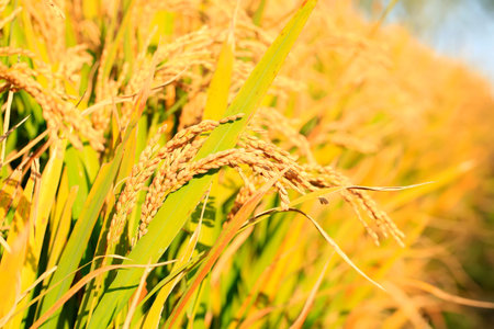 Mature rice in rice field, The rice fields are under the blue sky. The rice is growing in the field
