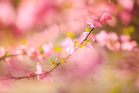 In spring, the plum trees bloom, Peach blossoms in bloom