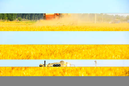 combine harvester working on a wheat field, A combine harvester reaps the wheat in the field