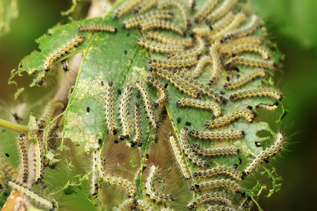 Fall Webworm, Hyphantria cunea larva crawling on green leaf
