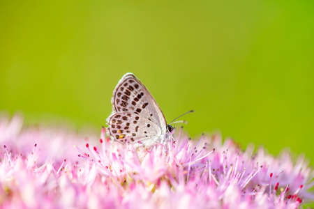 gossamer-winged butterfly, A butterfly is gathering honeyの写真素材