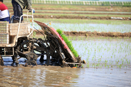 Farmers planting rice in field by using rice planting machine, rice planting by rice transplanter,の写真素材