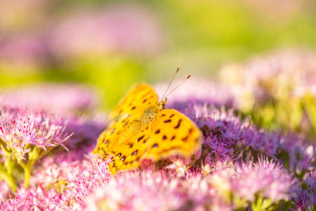 Polygonia c-aureum, Linnaeus, A butterfly is gathering honeyの写真素材