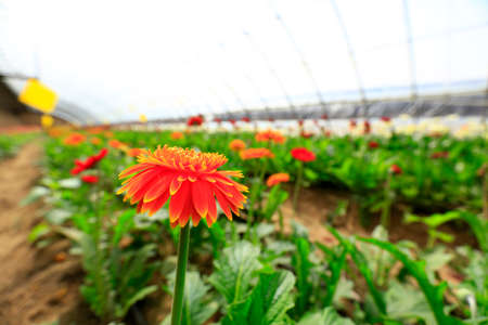 African chrysanthemum blooms in the greenhouseの写真素材