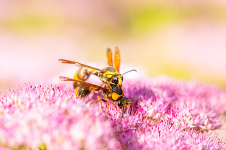A golden digger wasp picks honey on a flower