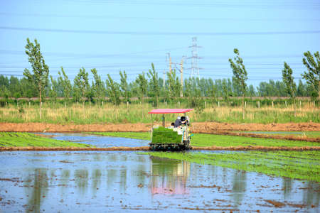 Farmers planting rice in field by using rice planting machine, rice planting by rice transplanter,の写真素材