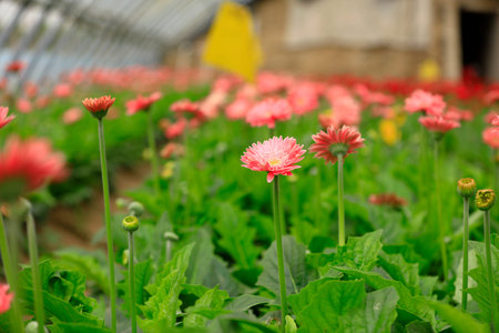 African chrysanthemum are in full bloomの写真素材