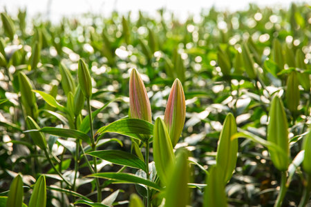 Lily flower in garden. The lily is in the greenhouseの写真素材