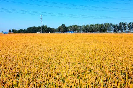 The rice fields are under the blue sky.