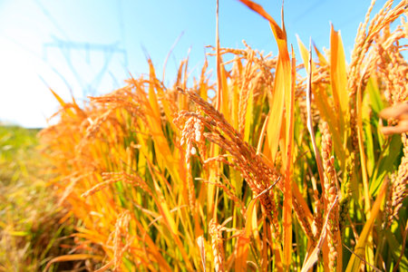 The rice fields are under the blue sky.の写真素材