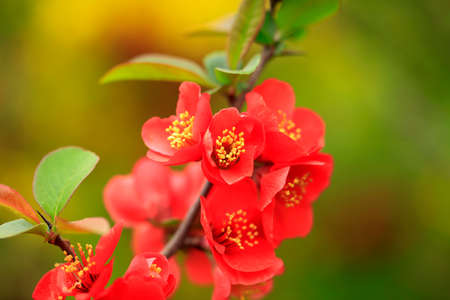 Flowers of Chaenomeles speciosa in the wildの写真素材
