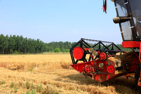 combine harvester working on a wheat field, A combine harvester reaps the wheat in the field