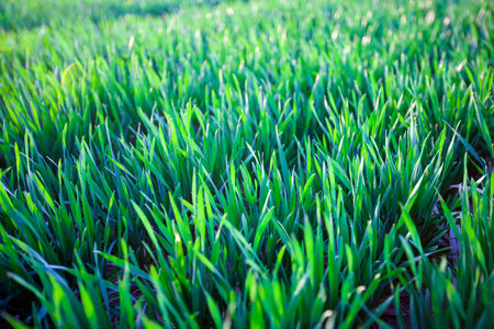 Green wheat is growing in the fieldの写真素材