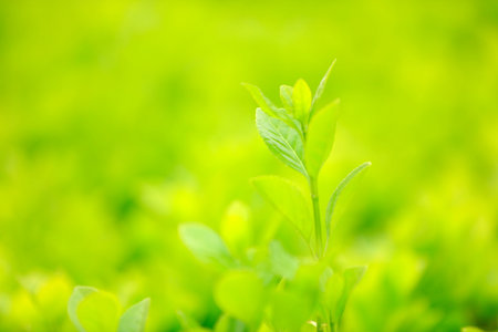 Green Buxus Sempervirens Bush Background. Buxaceae Plant.の写真素材