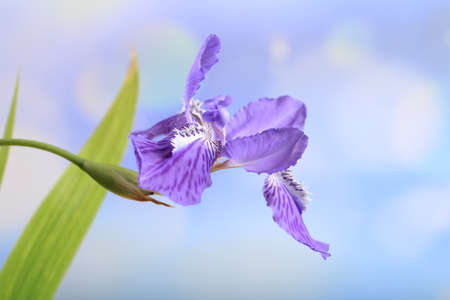 The beautiful irises are in bloom, Beautiful irises, close-upの写真素材