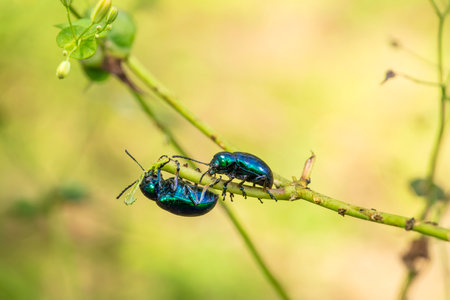 Chrysochus chinensis, The leaf beetle of Chinese milkworm is seen on a leaf. A close-upの写真素材