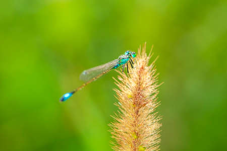 A damselfly hanging on a blade of grass against a green backgroundの写真素材