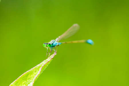 A damselfly hanging on a blade of grass against a green backgroundの写真素材