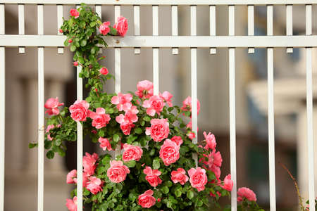 In the summer, rose is blooming, close-upの写真素材