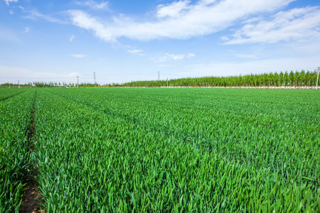 Green wheat is growing in the field, The wheat fields are under the blue sky and white clouds
