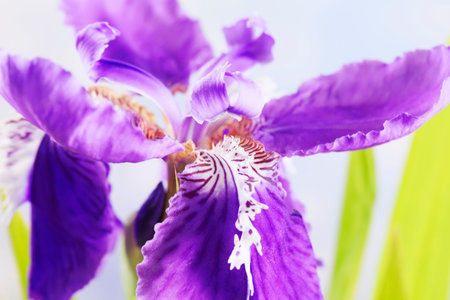 The beautiful irises are in bloom, Beautiful irises, close-up