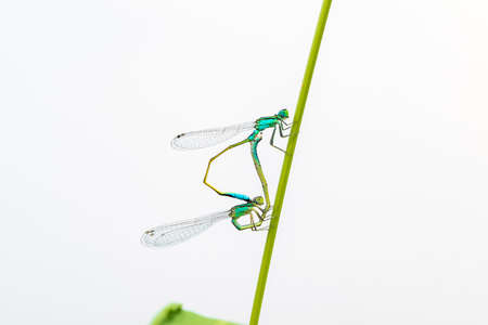A pair of Damselflies (Enallagma cyathigerum) mating on a leaf. The damselflies are matingの写真素材