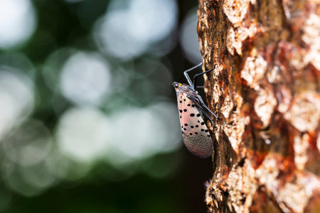 Lycorma delicatula, Vertical image of fourth-instar stage of spotted lanternfly, Lycorma delicatula...