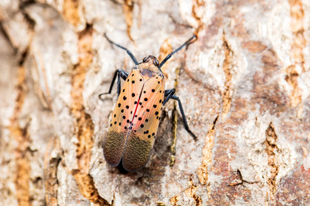 Lycorma delicatula, Vertical image of fourth-instar stage of spotted lanternfly, Lycorma delicatula...