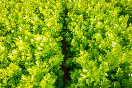 Celery is growing in the greenhouseの写真素材