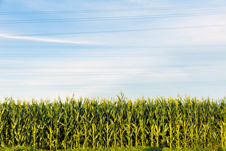 The corn grew in the field, the corn in the blue skyの写真素材
